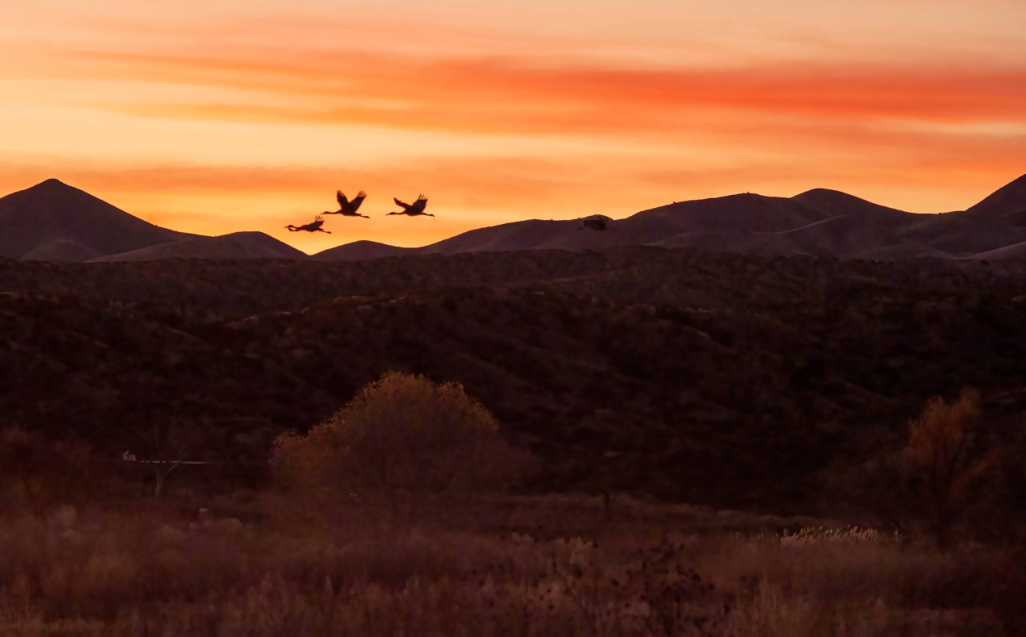 Flying Cranes at dusk